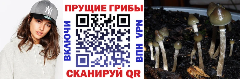 Псилоцибиновые грибы GOLDEN TEACHER  Шахунья 